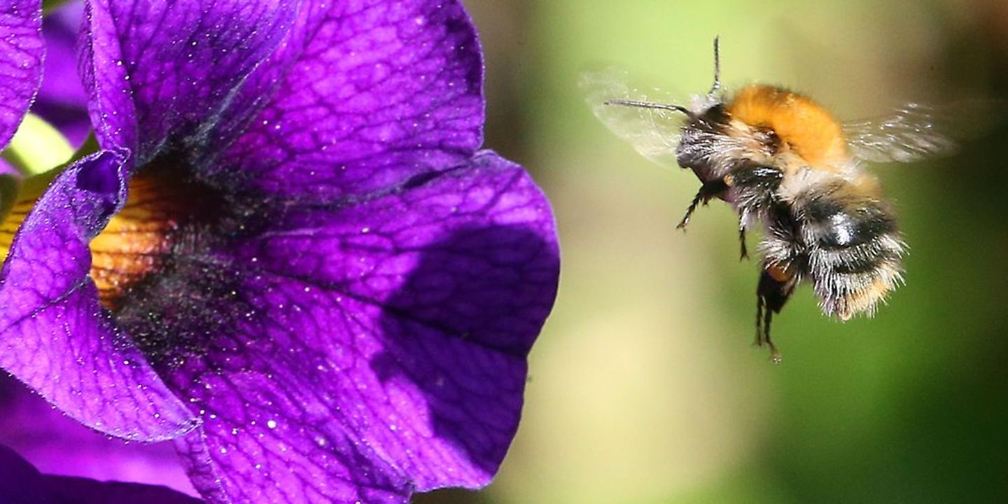 Nabu Insektensommer Antenne Niedersachsen