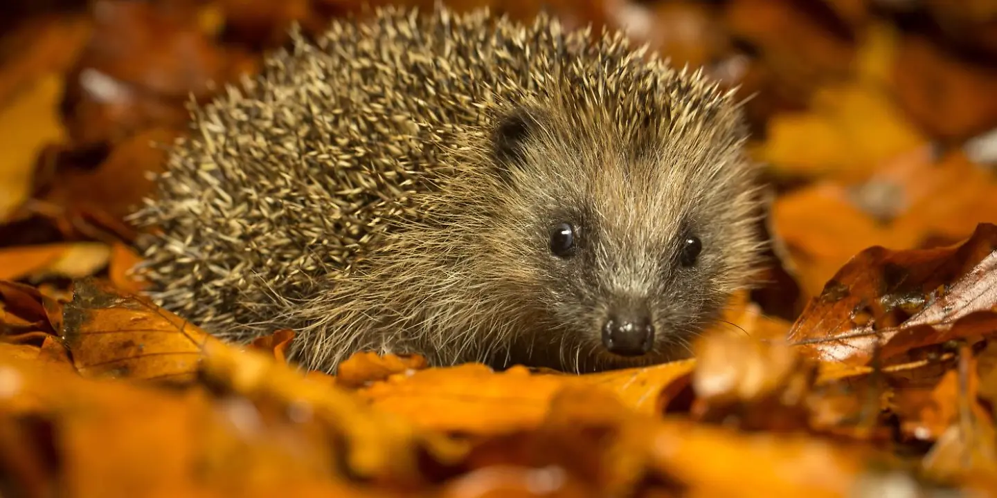 igel_winter_herbst_helfen.jpeg