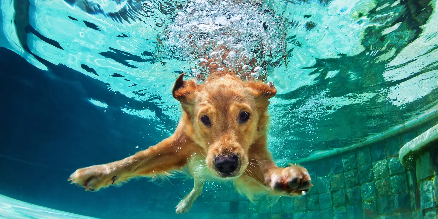 Hund_Schwimmbecken.jpeg