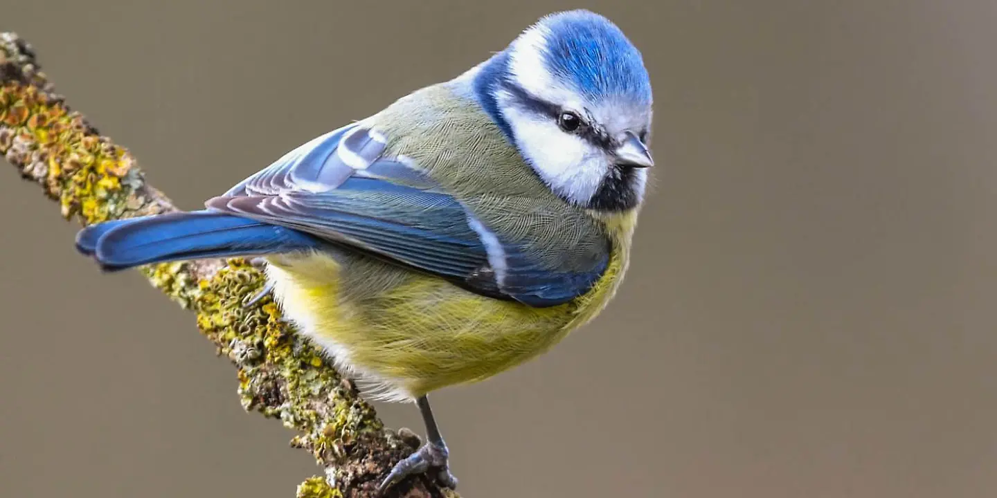 Vogeluhr_titelbild.jpg