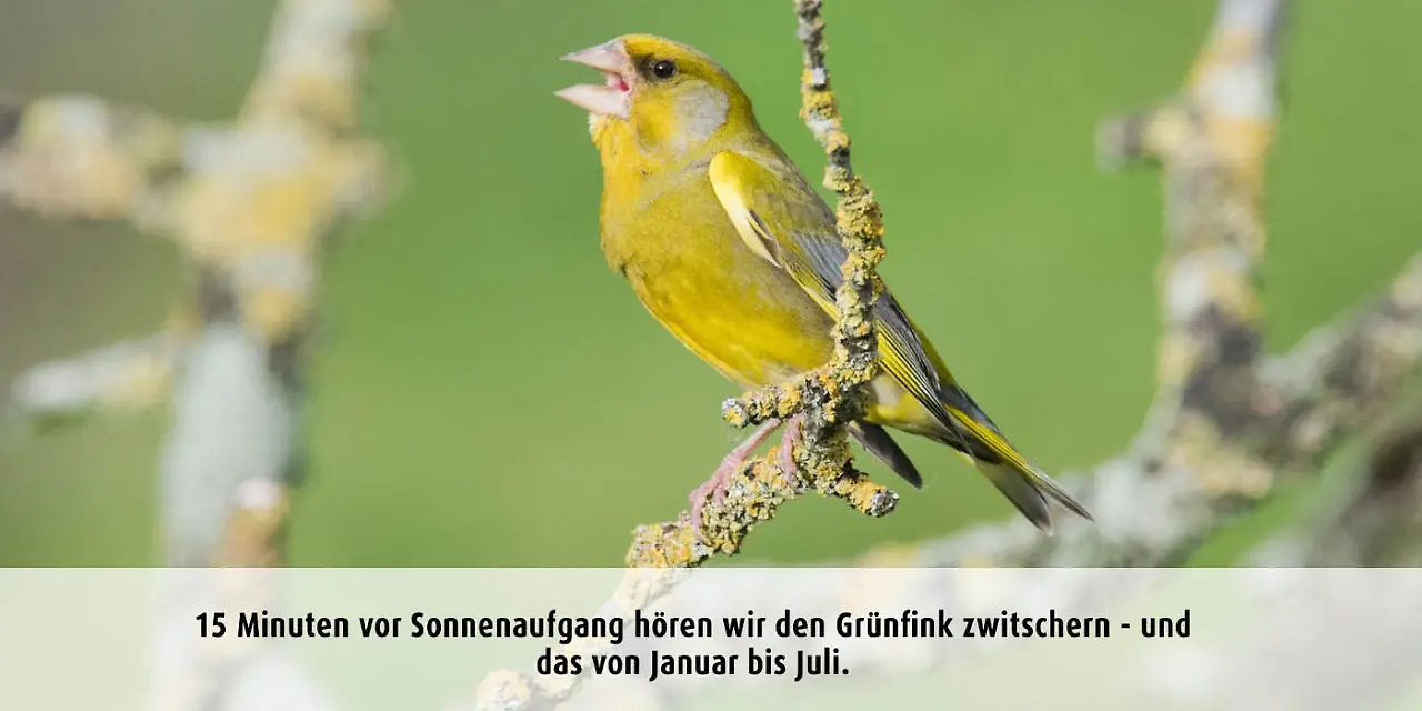 Vogeluhr_gruenfink.jpg