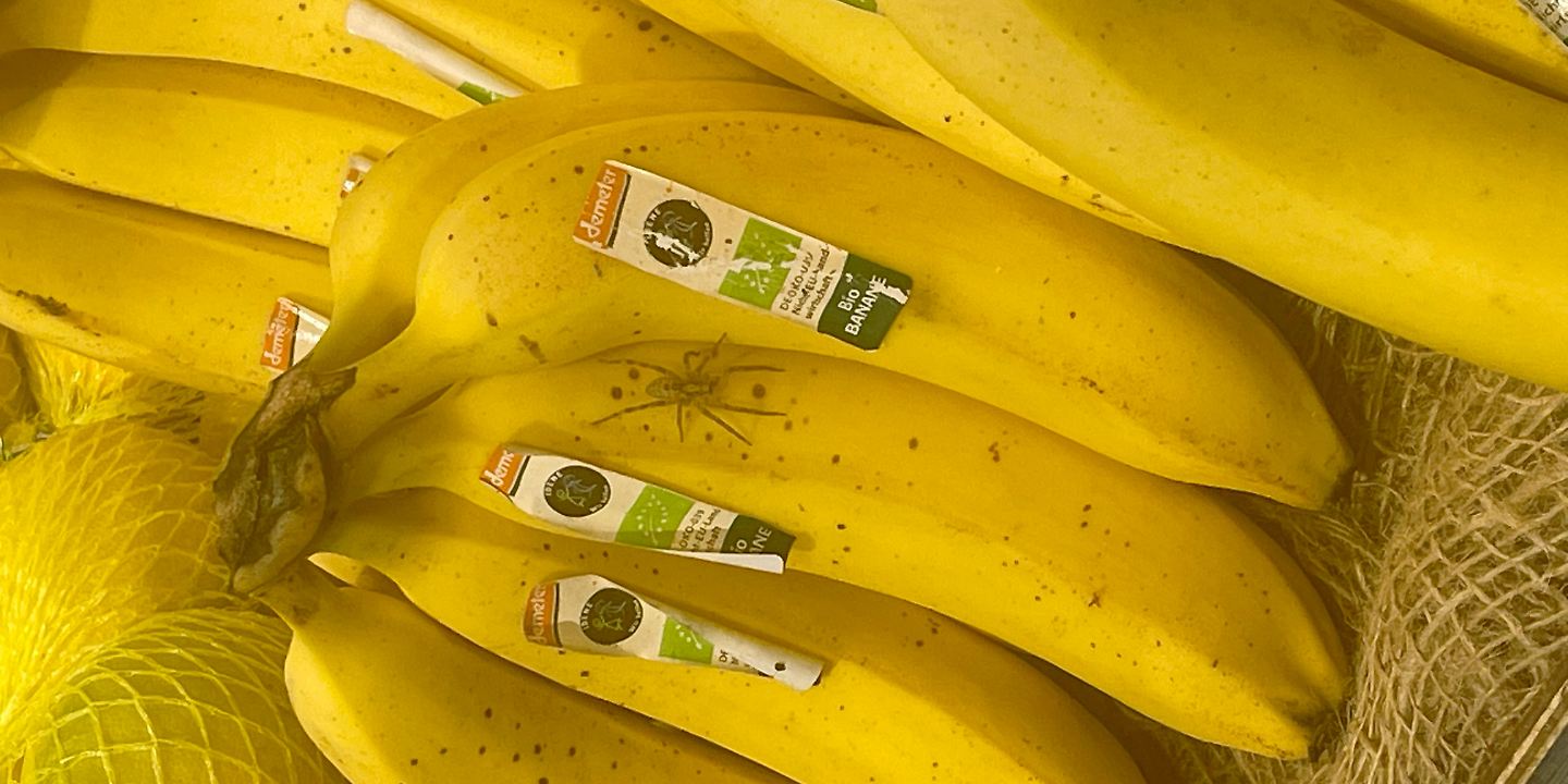 Spinne-krabbelt-in-Bananenkiste-in-Supermarkt