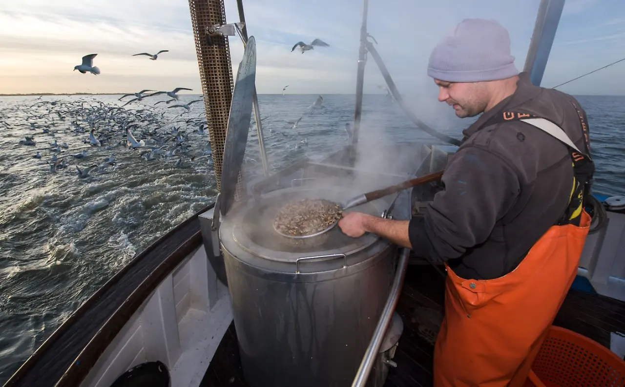 graue Nordseekrabben.jpg