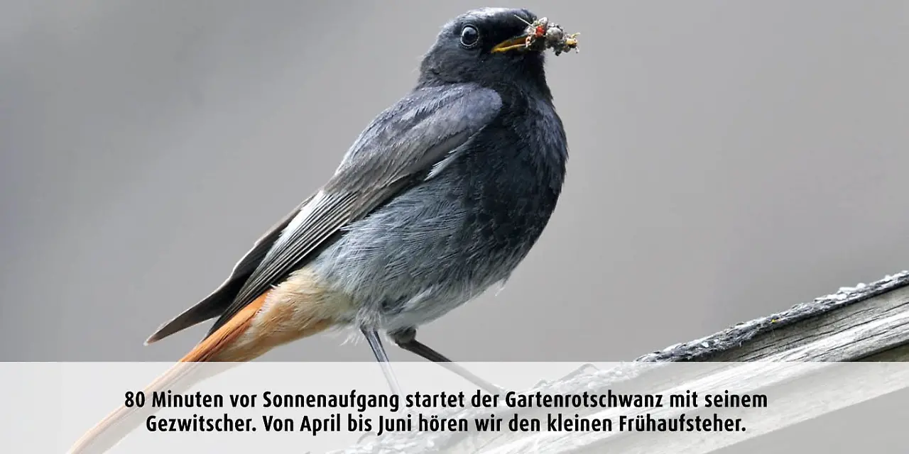 Vogeluhr_gartenrotschwanz.jpg