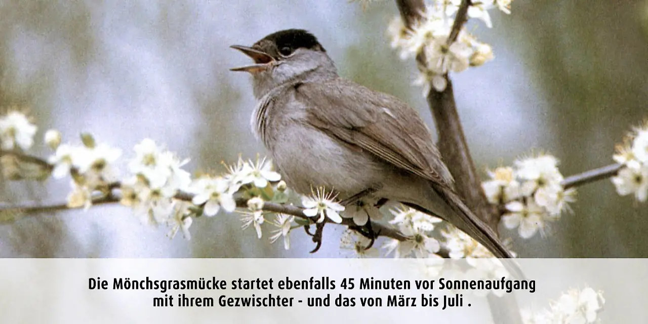 Vogeluhr_moenchsgrasmueecke.jpg