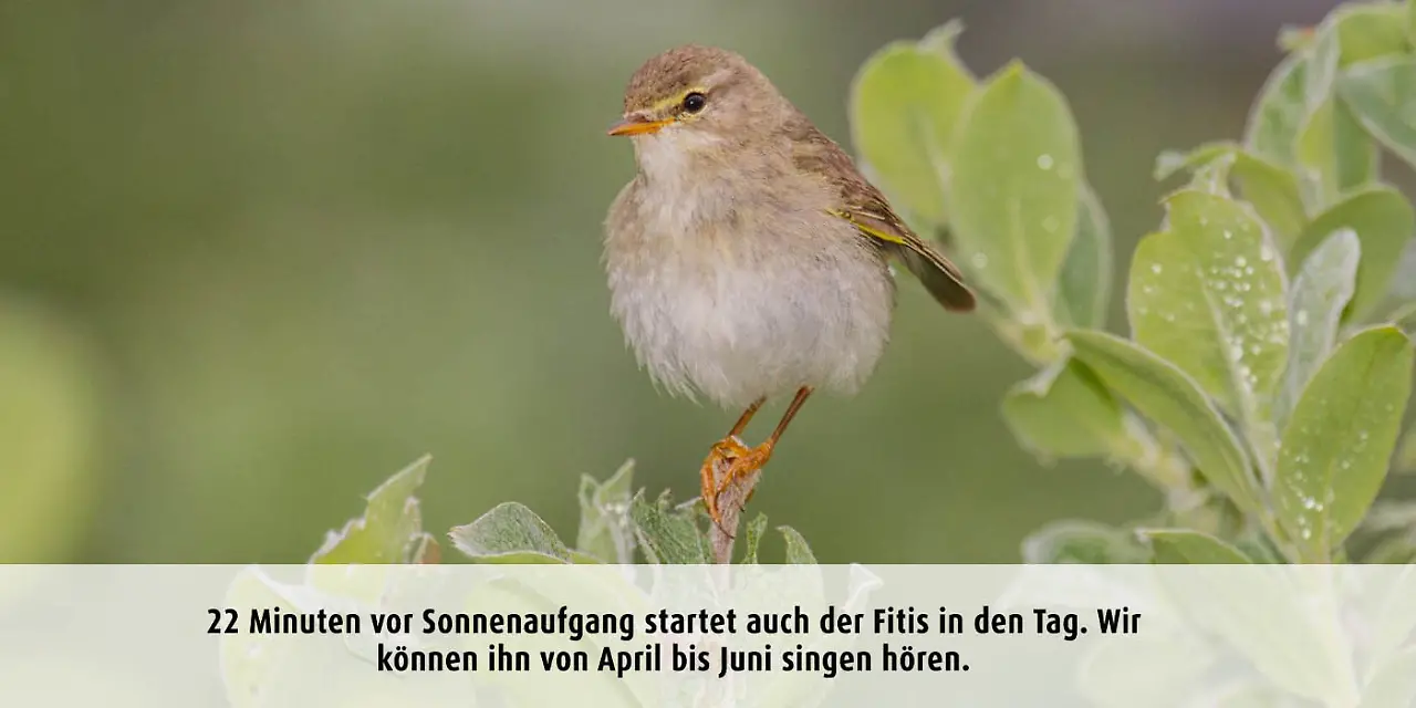 Vogeluhr_fitis.jpg