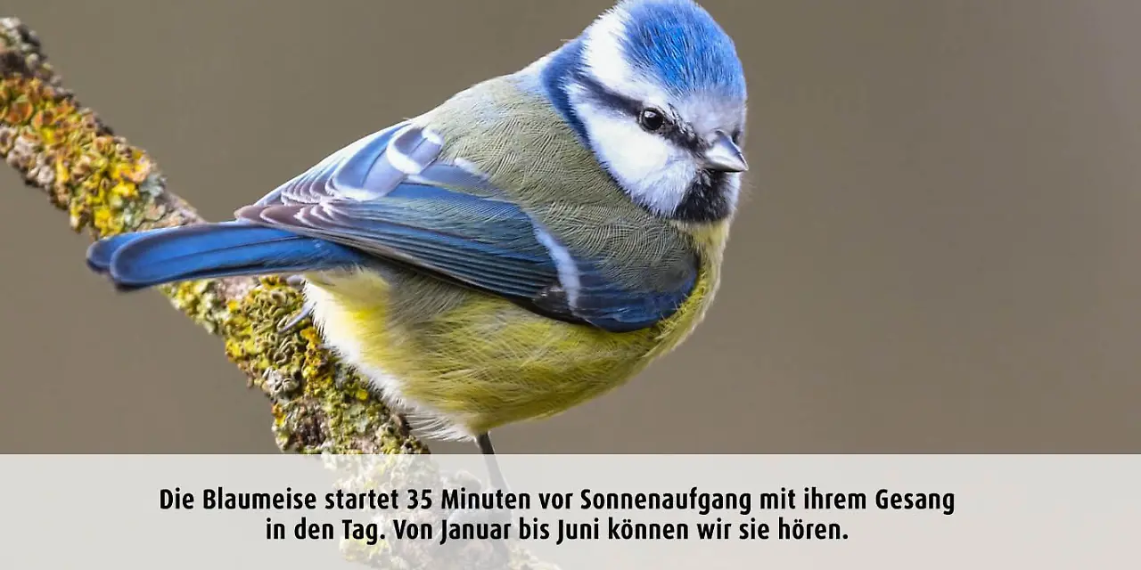 Vogeluhr_blaumeise.jpg