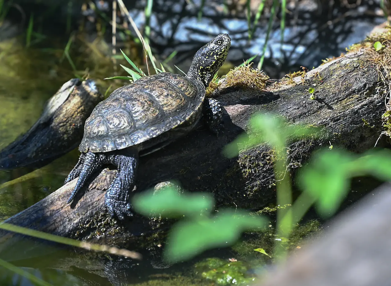 Europäische Sumpfschildkröte