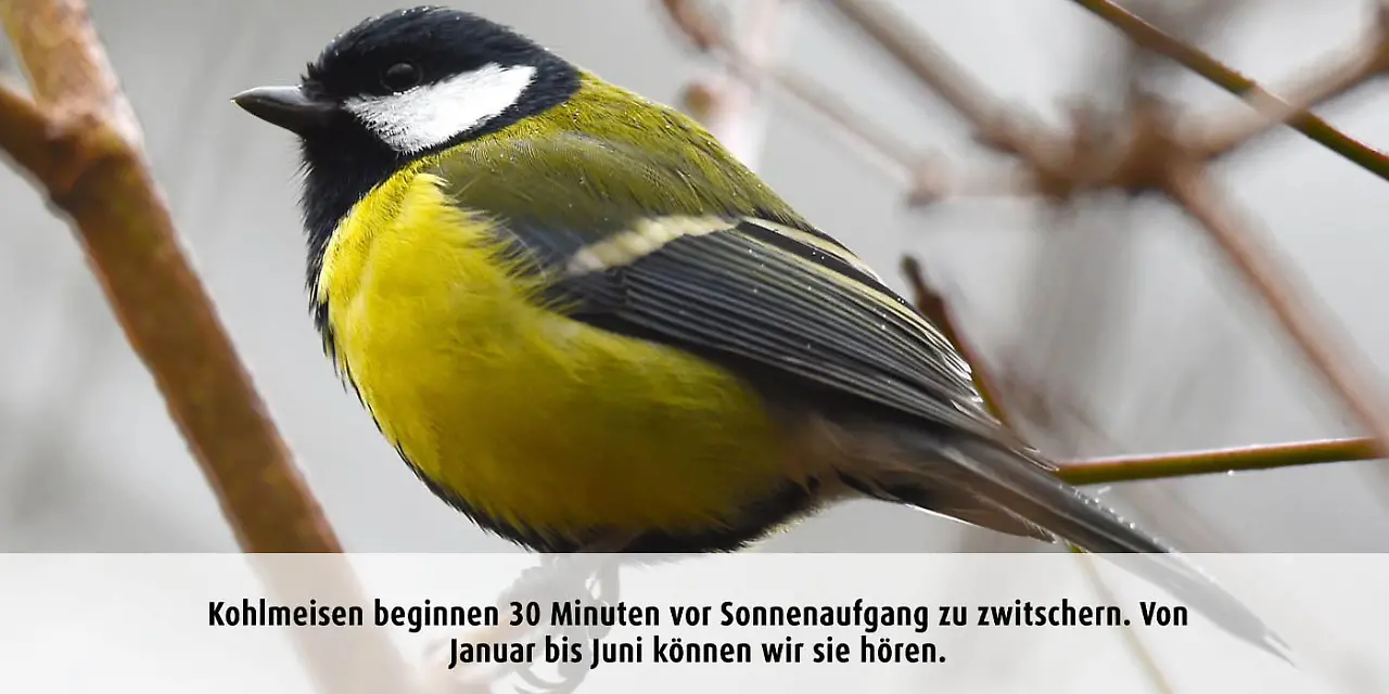 Vogeluhr_kohlmeise.jpg