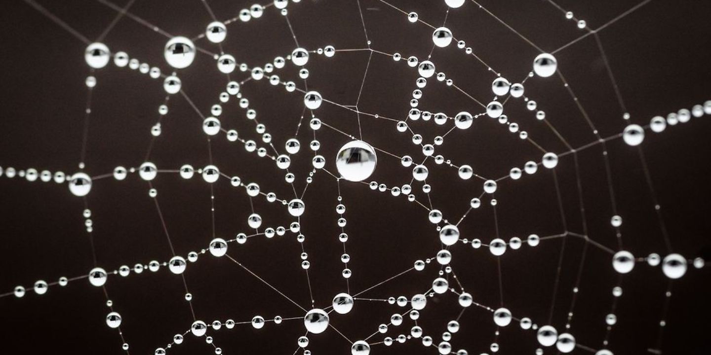 spinnennetz.jpg