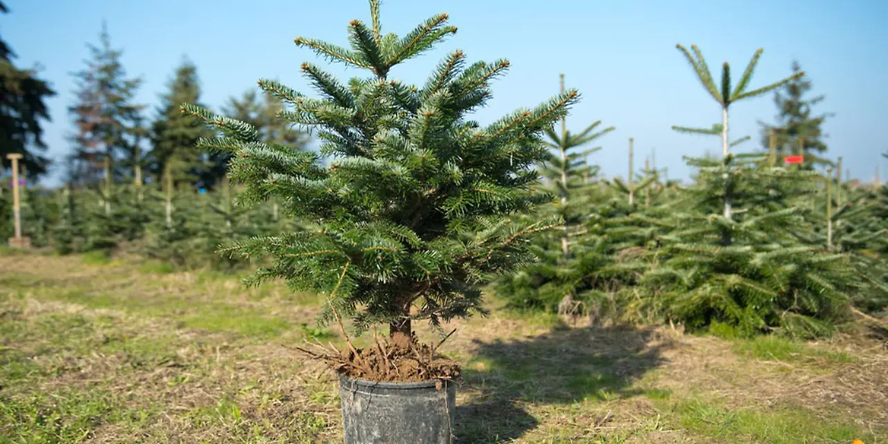 weihnachtsbaum_topf.jpg