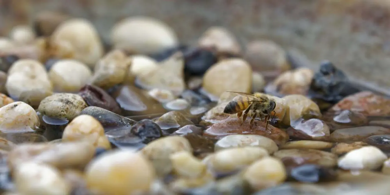 Insektentränke.jpg