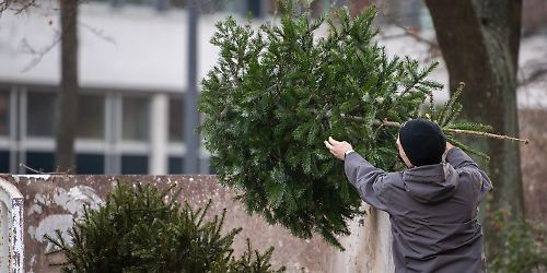 Tannenbaum_entsorgen.jpg