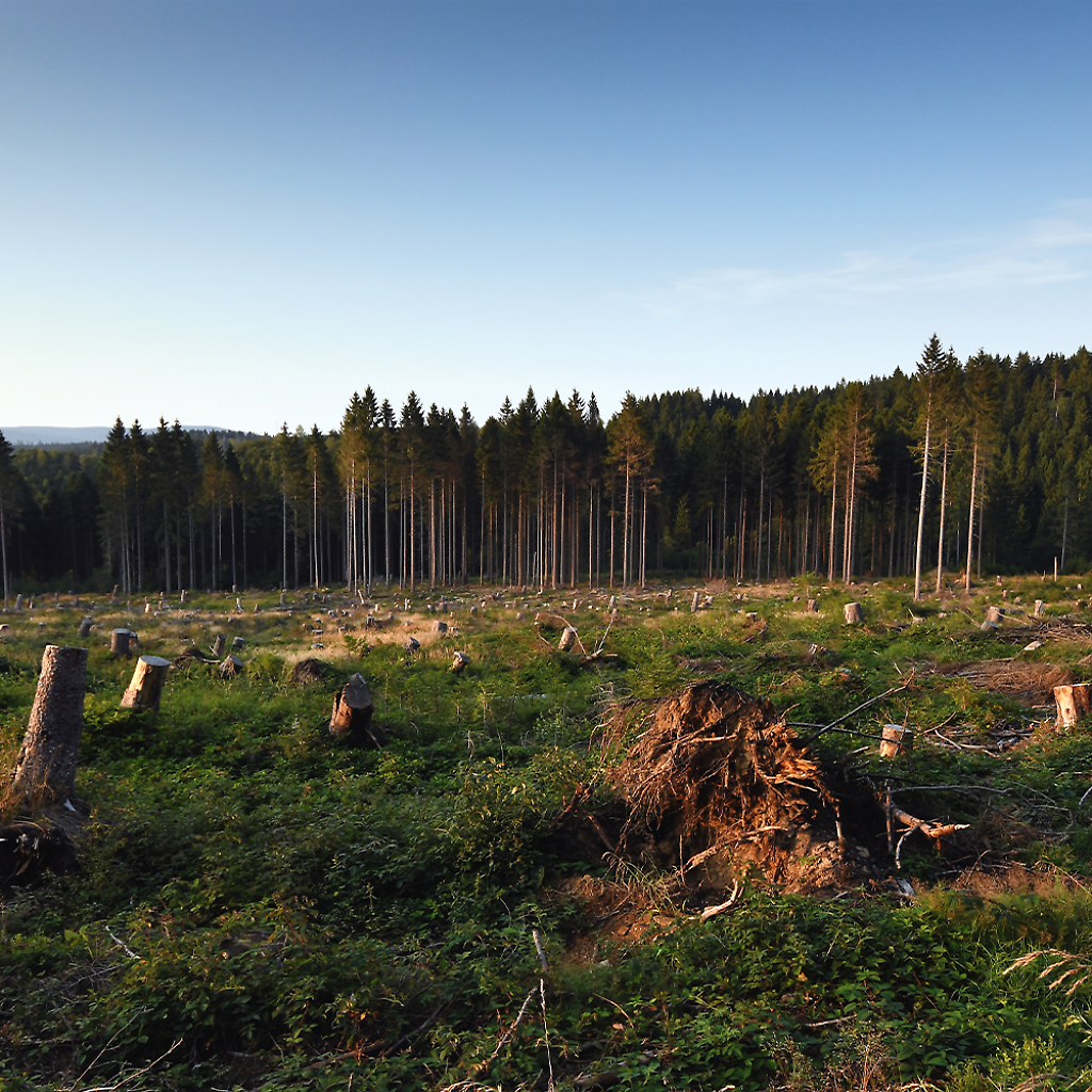 Diese Bilder zeigen die derzeitige Waldsituation bei uns in Niedersachsen. Unverkennbar ist: Schädlinge wie der Borkenkäfer, Stürme und Hitze haben unseren Wäldern in den letzten Jahren stark zugesetzt. Deshalb möchten wir gemeinsam mit euch Bäume pflanzen - und Baum für Baum mit Euch in die Zukunft gehen! (Foto: Hans-Jürgen Zietz)