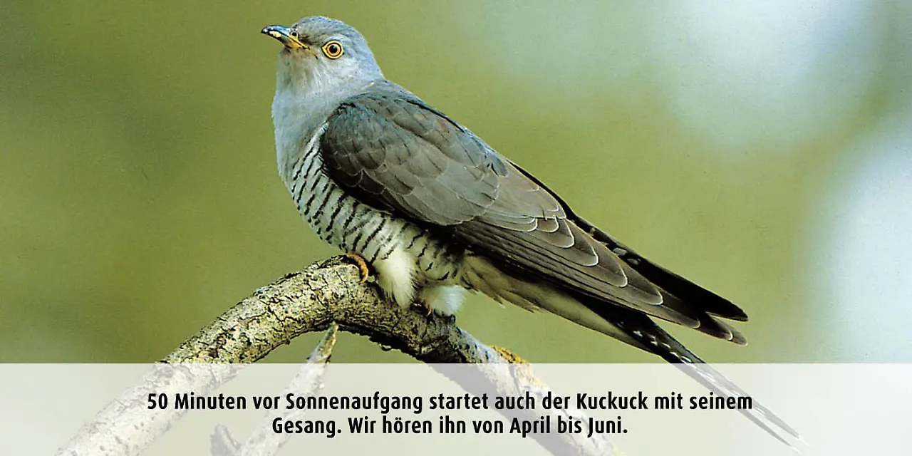 Vogeluhr_kuckuck.jpg