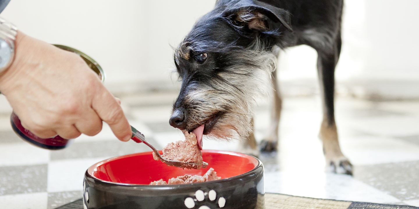 Futter-f-r-alle-Tiertafel-kommt-nach-Osnabr-ck