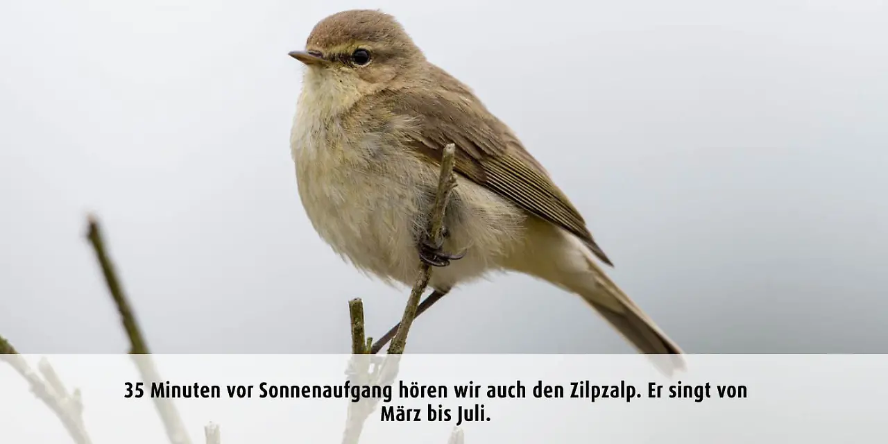 Vogeluhr_zilpzalp.jpg