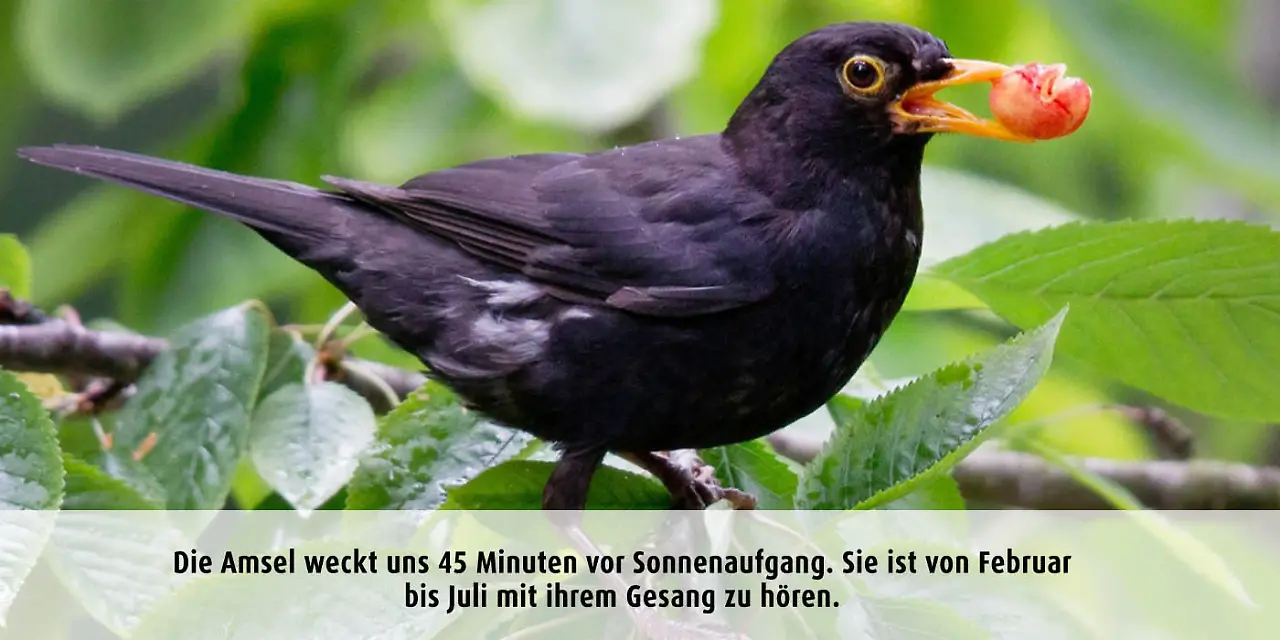 Vogeluhr_Amsel.jpg