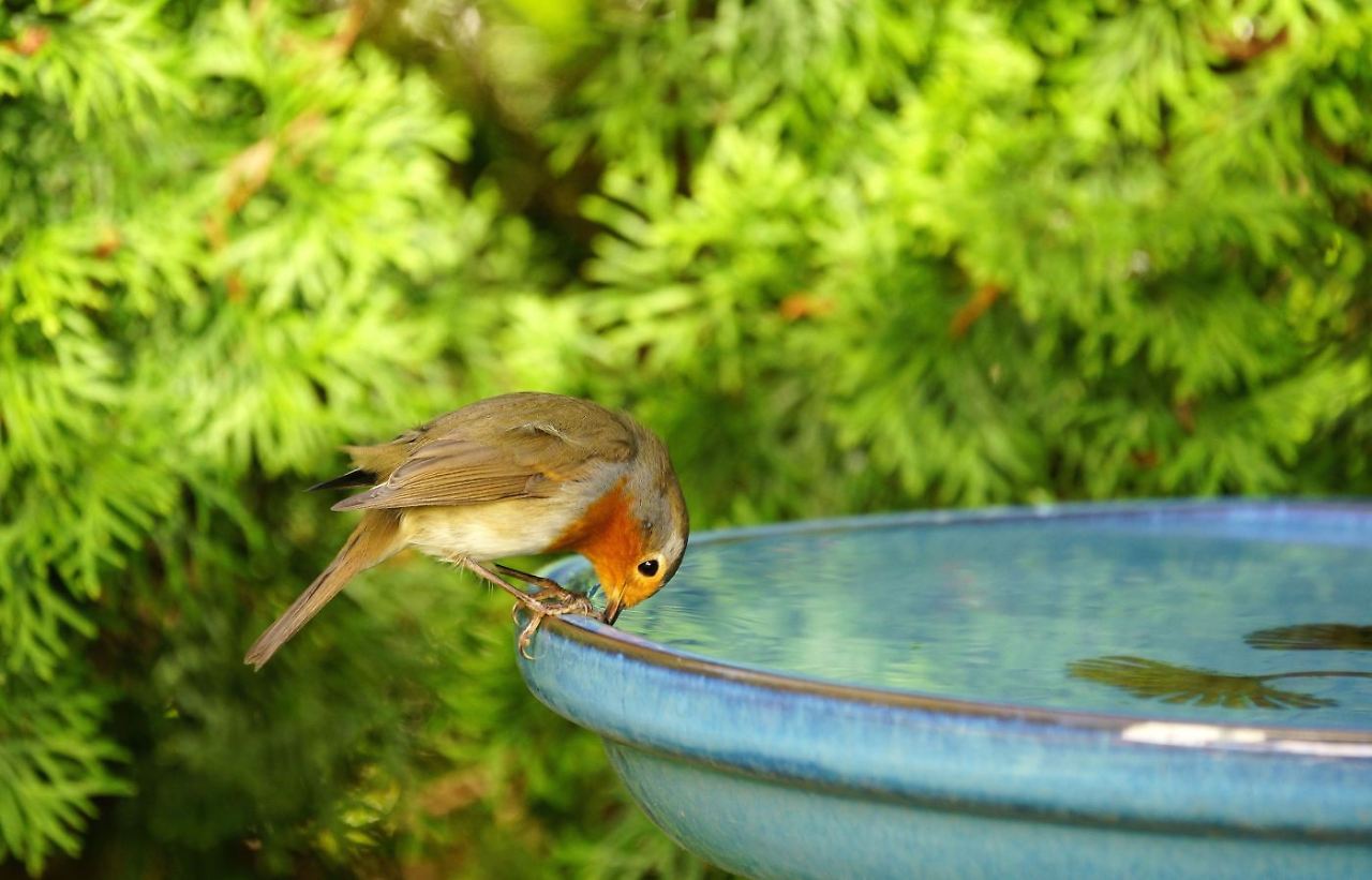 Vogeltränke.jpeg