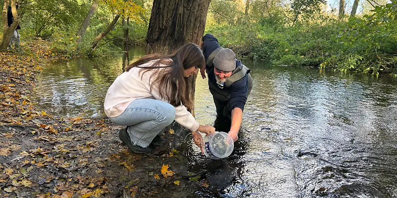 Zwei Personen lassen Junglachse in einem Nebenfluss der Leine frei. 