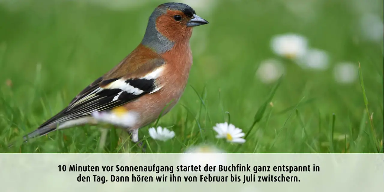 Vogeluhr_Buchfink.jpg