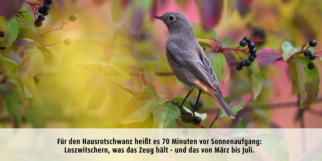 Vogeluhr_hausrotschwanz.jpg